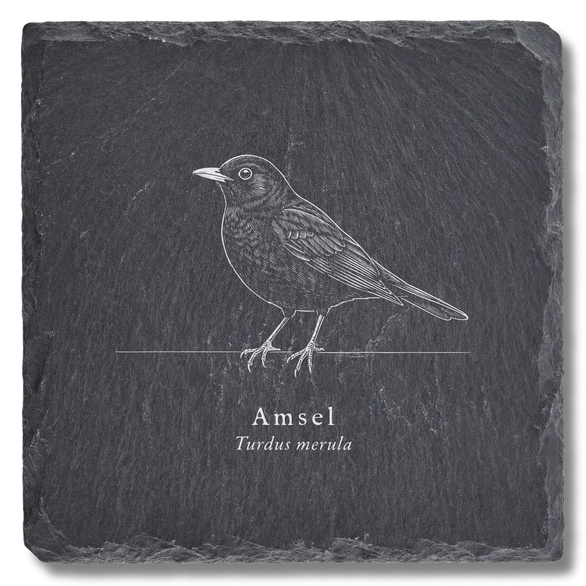 Vogel-Geschenk Amsel – gravierte Vogel-Tafel auf Schieferuntersetzer