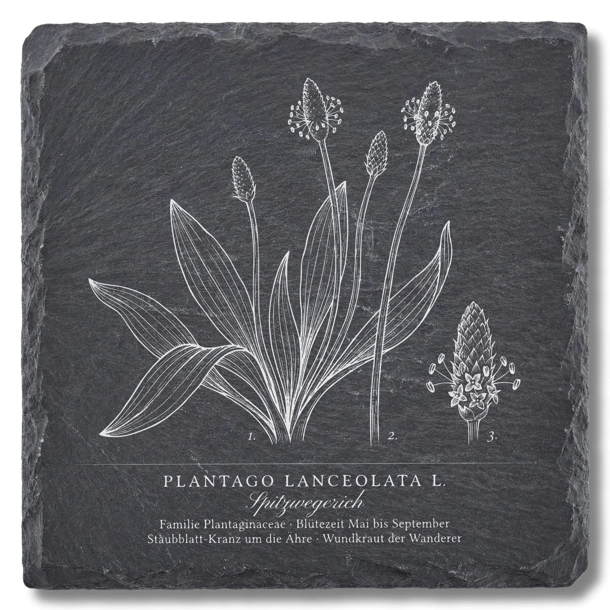 Botanische Illustration Spitzwegerich – Tafel auf Schieferuntersetzer