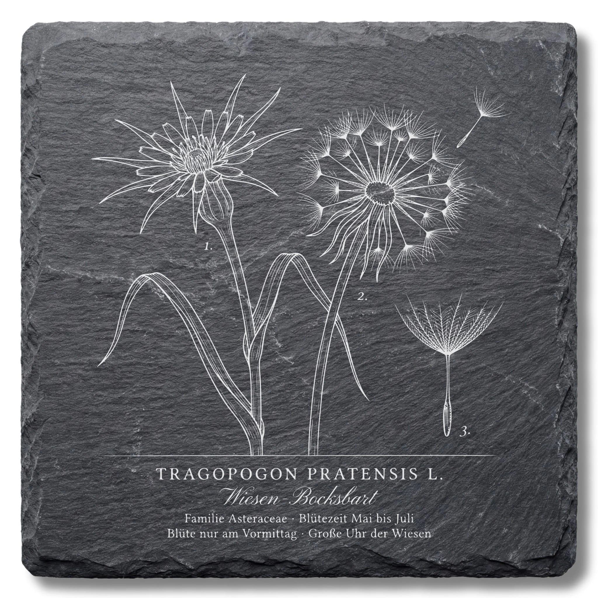 Botanische Illustration Wiesen-Bocksbart – Tafel auf Schiefer